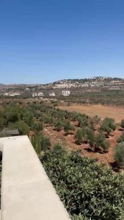 מתנחלים משחררים את בעלי החיים שלהם ליד בתים של אנשים ועל אדמות איכרים בעיירה טורמוס איה, מצפון לרמאללה.