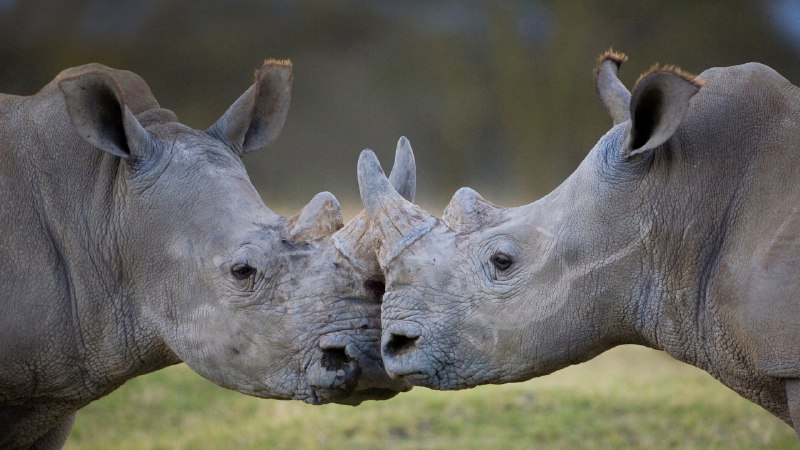 On the front line of extinctionMale white rhinoceroses, Lake Nakuru, Kenya (© Ingo Arndt/Minden Pictures)