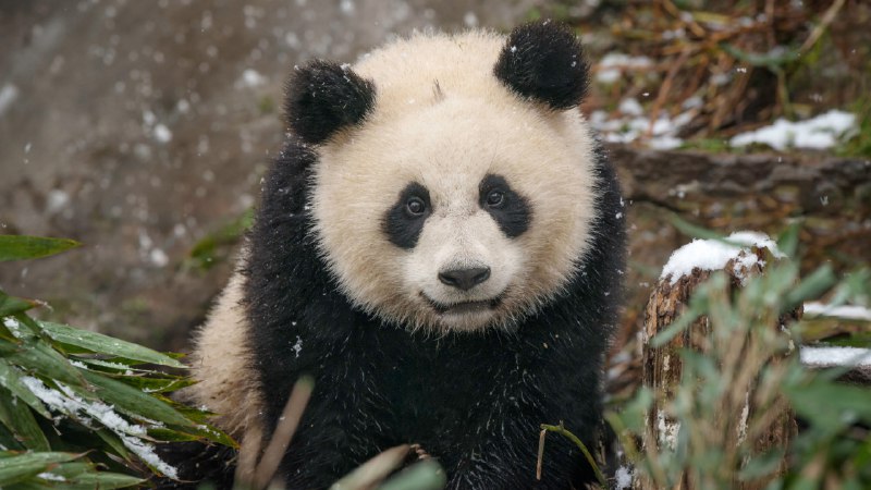 Back to black ... and whiteBaby giant panda in the snow, China (© Cheryl Schneider/Alamy)
