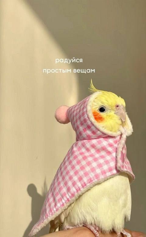 Забирайте послание на день если отправишь своей любимке Я В ДОМИКЕ Please open Telegram to view this post VIEW IN TELEGRAM - изображение 7 - telegram, view, забирайте