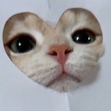Адоптики от Вайна :3