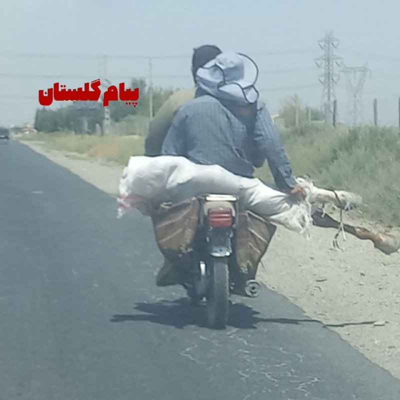 پرند فوری: 🔹لاشه اسب روی ترک موتور در رباطکریم🔸تصویری که امروز از یکی از مسیرهای منتهی به رباطکریم به دستمان رسیده که نگرانیهای