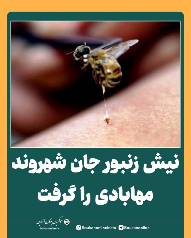 بوکان آنلاین= موکریان: 💢 نیش زنبور جان شهروند مهابادی را گرفت؛ هشدار درباره توصیه‌های غیرپزشکی🔻بر اساس اخبار رسیده، پس از توصیه برخی افراد مبنی