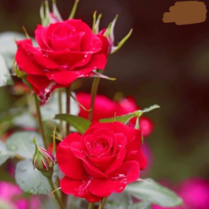 💞پندانه💞: ســــــلام🌸ظهر زیباتون بخیرآرزو می کنیم 🌸در این روز زیبا دلتون پر از محبت 🌸هفته تون پُر از رحمت زندگیتون پر از برکت لحظه