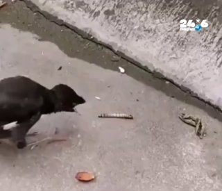 🇮🇱 הגוזל המבולבל עדיין לא מבין למה האוכל כבר לא קופץ לו ישר לפה. (מאז שנולד, אמא שלו הייתה זו שהאכילה אות…
