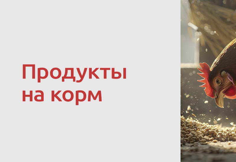 С 1 сентября 2026 года использовать некачественные пищевые продукты в качестве корма для сельскохозяйственных животных можно…