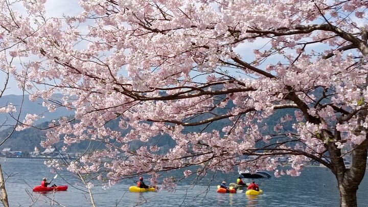 琵琶湖畔海津大崎賞櫻記