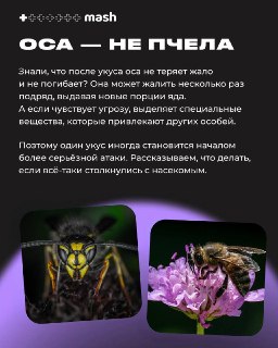 Дожди уйдут, а осы останутся — и будут кусать дачников весь сезон. Но есть возможность избежать встречи с насекомым. Подробнее — уже в нашем MAX.