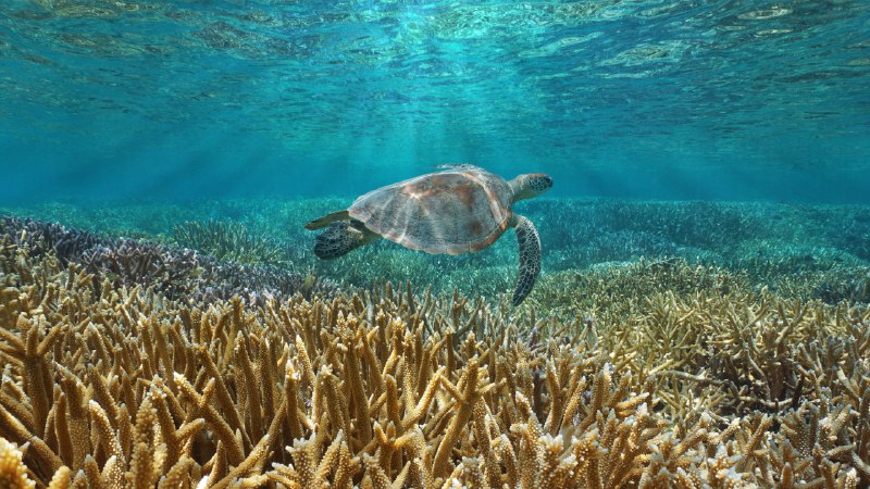 Shell-abrating a lifeA green sea turtle swims in the Pacific Ocean near the French special collectivity of New Caledonia (© Damsea/Shutterstock)