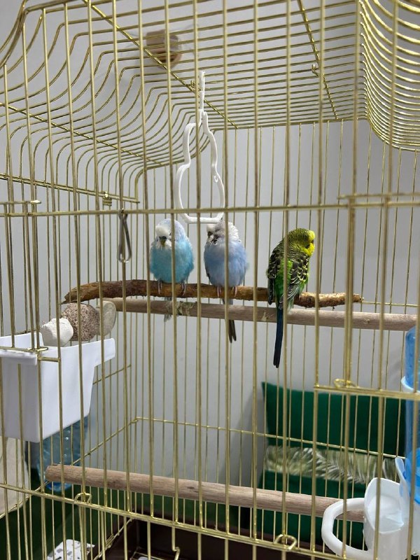 Продаю волнистых попугаев — яркие и красивые птички 🐦💙💚