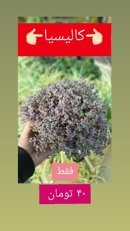 Pando: کالیسیا فقط ۴۰ تومانپاندانوس فقط ۵۰ تومانسینگنیوم فقط ۳۵ تومان اسکاندیس فقط ۶۰ تومانواریگاته فقط ۲۰ تومان آدنیوم فقط ۷۵
