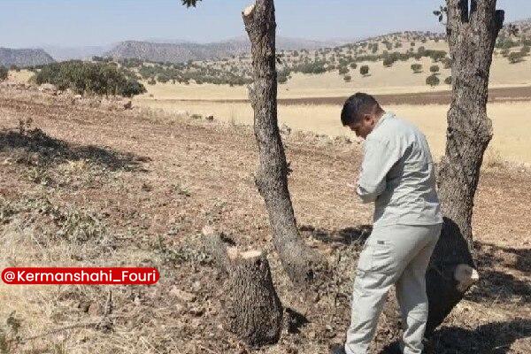کرمانشاه فوری: کشف یک‌ونیم تن چوب قطع غیرمجاز در اسلام‌آبادغرب🔹رئیس اداره منابع طبیعی و آبخیزداری اسلام‌آبادغرب از کشف حدود یک‌ونیم تن 