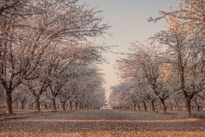 [加州] 比櫻花還美? Central Valley賞杏花