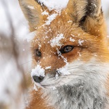 Лисьими дорожками 🦊🧡