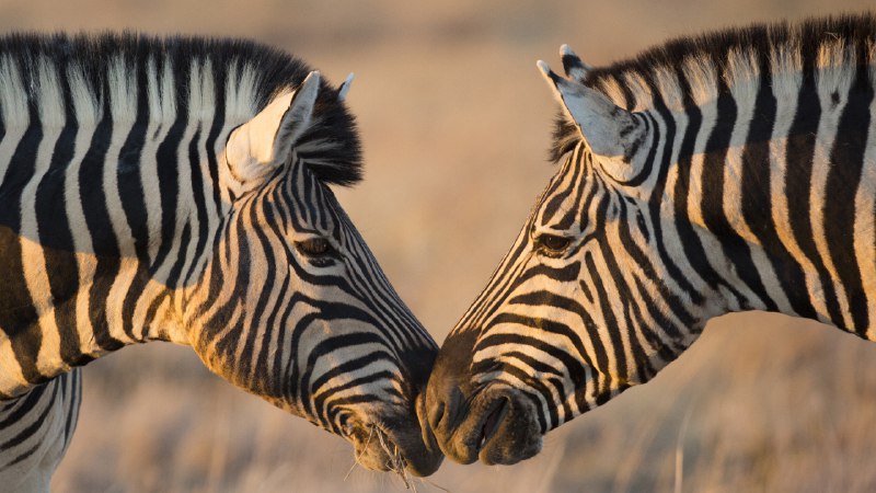 Love at first stripePlains zebras, Etosha National Park, Namibia (© Mogens Trolle/Shutterstock)