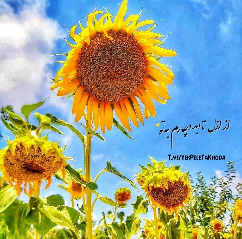 ۞یک پله تا ملاقات خدا۞: 🌹 @YekPeleTaKhodaروزتون پراز مهربانی 💖🌸امروز آرزو میکنم 💗به تمام خواسته های دلتون برسید 🌸امروز بیخیال نداشته هایت💖بیخیال