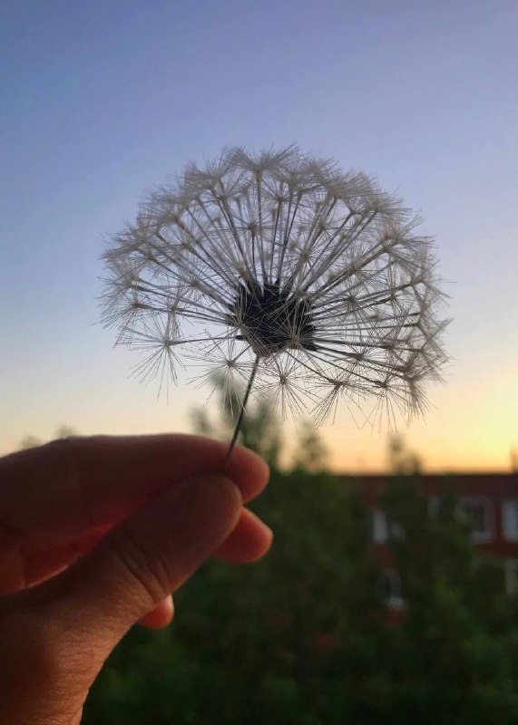 Невозможно поверить, что эта красота рукотворна! Каждый крошечный парашютик одуванчика создается вручную из шёлковой нити чудо! . Кстати, любопытно... - изображение 7 - невозможно, поверить, эта