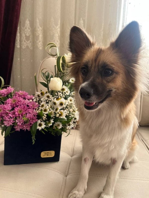 واگذاری رایگان حیوانات: 🐶واگذاری سگ در مشهد دختر دوساله، مهربان و آروم و حرف گوش‌کن نژاد پامراشپیتزعقیم شده و واکسنهاش کامل زده شده شناسنامه هم 