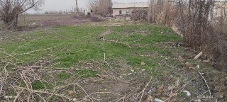 Srochna Yer uchastka sotiladi 4 5 sotix 1 sotix 6000 kelishamiz