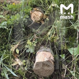 Ларисе Долиной забили деревяшкам и залили монтажной пеной сточные трубы, из которых вытекала вонючая жижа и загрязняла природный ручей в Подмосковье.Теперь специалисты будут регулярно осматривать зону, чтобы убеждаться, что "пломбы" стоят на месте и не про