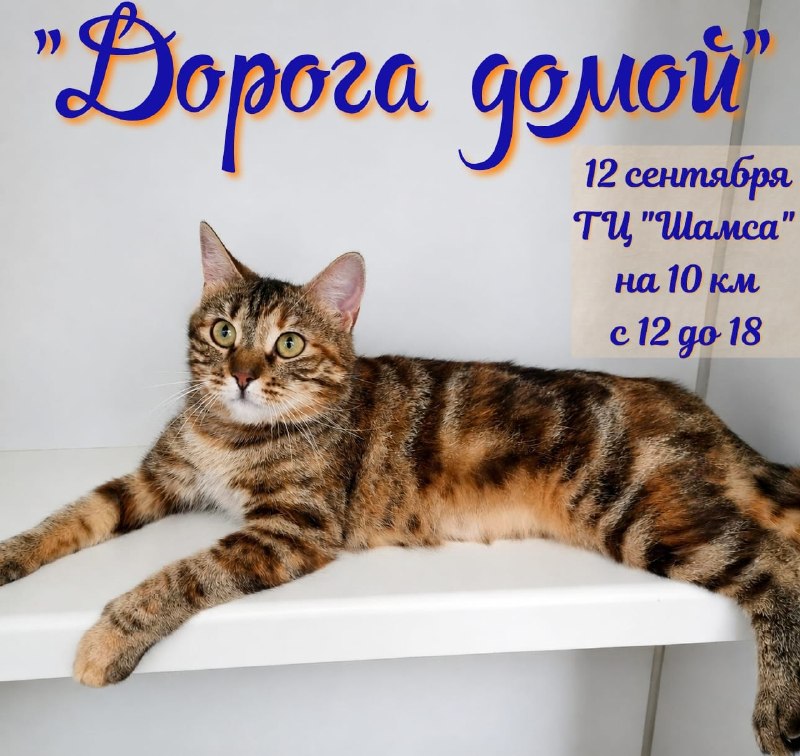 Сегодня важный день для наших котиков! 🐾
В ТЦ...