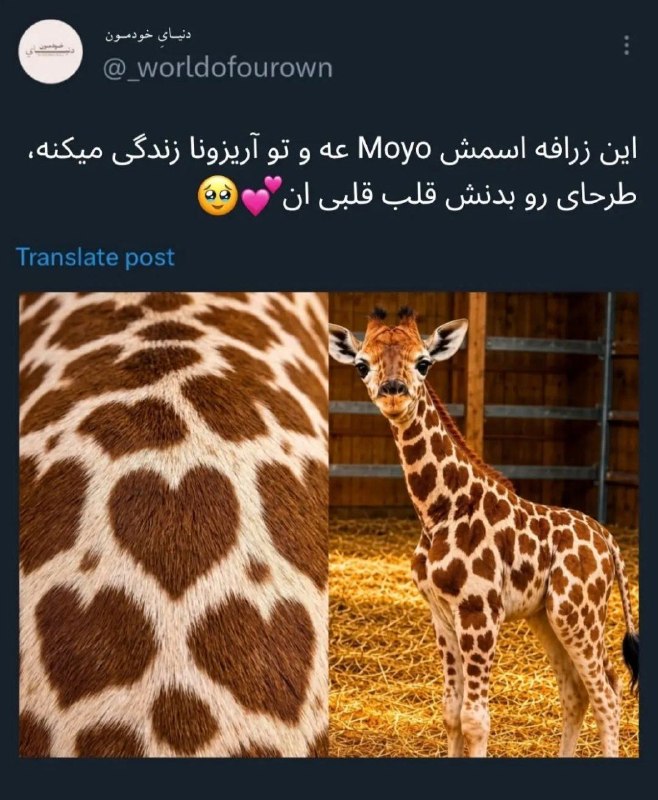 |𓃱 مِلمـَـــــن|: ملمن باشه🥹؟[مِلمَن]