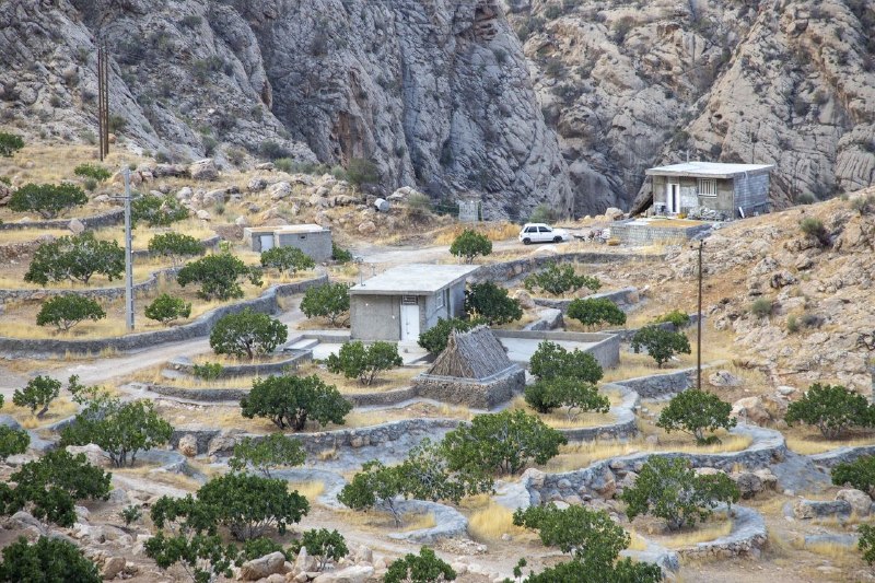 🔺 Harvesting figs from 26,000 dunams of dry fig plantations in Esteban