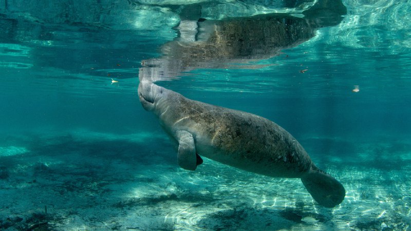 Life below the surfaceManatee in Three Sisters Springs, Crystal River National Wildlife Refuge, Florida (© Stephen Frink/Getty Images)