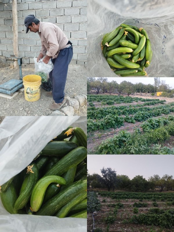 کانال خبری خورهه: ☘🥒فروش خیار و لوبیا سبز بومی روستای عیسی آباد ، کاملآ ارگانیک 📲تلفن تماس ؛ 0918 693 2159 ☀️محمد مقصودی 🆔@Khorhe_Khabar