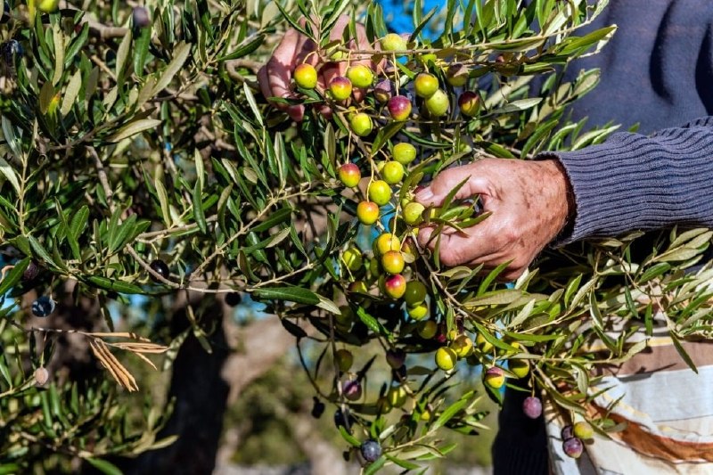 לפני שמתחילים במסיק משרד החקלאות מזהיר מטעויות שמקלקלות את שמן הזית