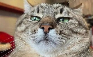 Москвич решил объявить себя банкротом из-за лечения 19-летнего кота. Потратил 300к рублей, кот умер.Участник самого короткого рассказа Хемингуэя 29-летний Андрей — он жил со своим Федей с восьми лет. В октябре 2023-го котан заболел мочекаменной болезнью. В