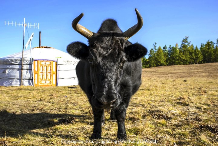 【蒙古】遊牧民族的寶貝動物 - 犛牛的五四三