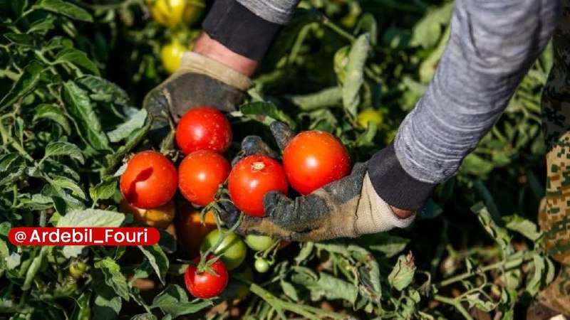اردبیل فوری: برداشت ۱۰۰ هزار تن گوجه‌فرنگی در پارس‌آباد🔹مدیر جهاد کشاورزی شهرستان پارس‌آباد اعلام کرد که امسال ۱,۶۰۰ هکتار از مزارع ا