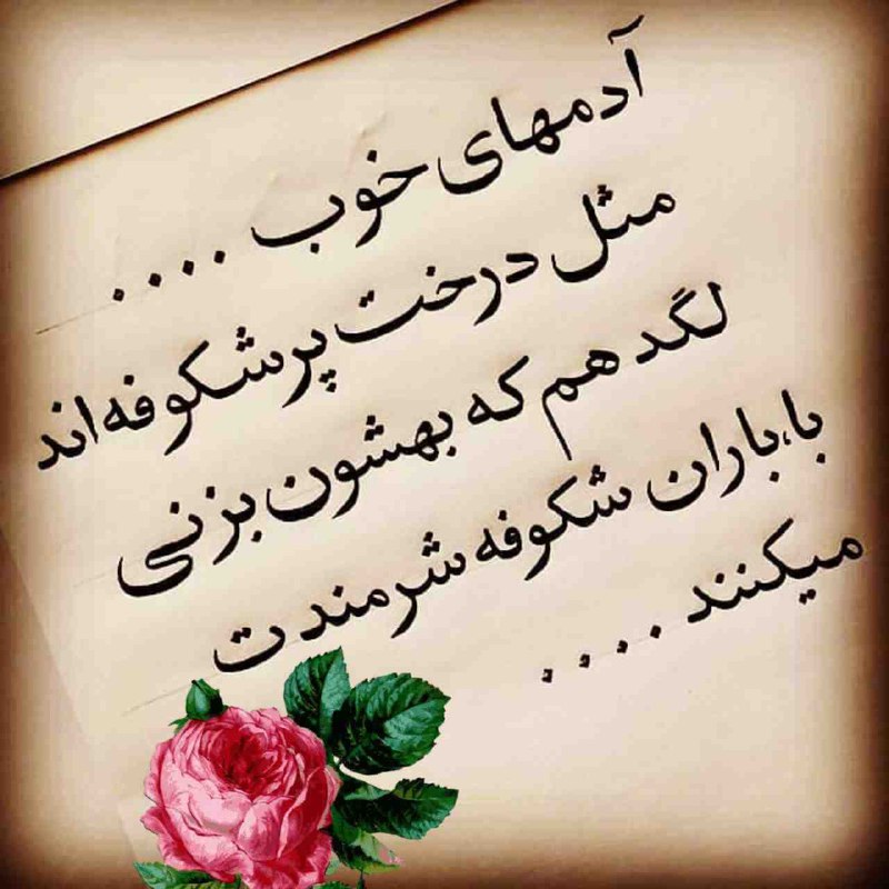 ❤️ حریم عشق ❤: آدمهای خوب🍃مثل درخت پر شکوفه اندلگد هم که ّبهشون بزنی با باران شکوفهشرمندت میکنن ...🍃🌸☘