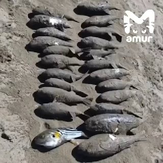 Одна из самых ядовитых рыб в мире массово выбрасывается на берег в Приморье.Больше 20 мертвых фугу нашли отдыхающие в устье реки Партизанской, которая впадает в Японское море. Из-за токсичности их не трогают даже птицы и дикие животные. Из-за аномально теп