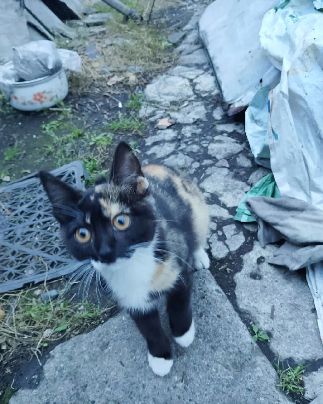 Отдаются котята в ответственные руки, красивые и...