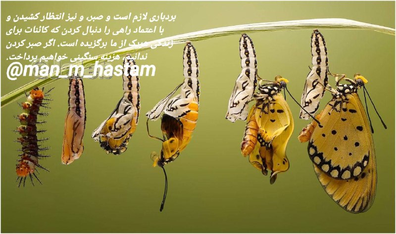 مراقبه آگاهی: 🗝صبر ♦️شخصی كه پیله پروانه را با بخار دهانش گرم کرد، تا آن پروانه زیبا سریع‌تر پر بگشاید، نیکوس کازانتزاکیس نویسنده کتاب