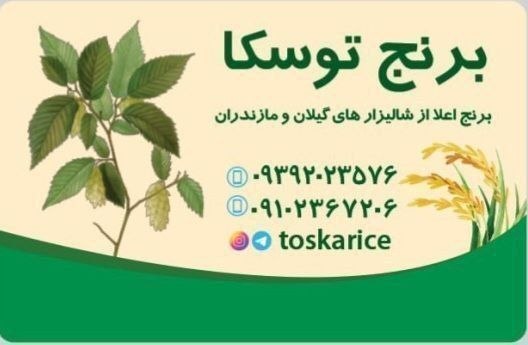زیر سقف آسمان: 🔸🔸🔸تبلیغ رایگان برای کشاورزان و ...🔸🔸🔸♦️توسکا و ارسال برنج به سراسر کشور: از ده کیلو تا چند تن۶ خرداد ۱۴۰۵خوشبختانه از ط