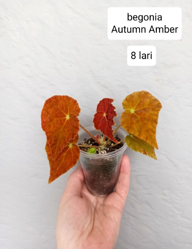 Комнатные растения. Цены на фото — фото 1