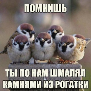 На перепись воробьёв в России потратят 13,6 ляма рублей. Вдруг кто не знал — прошлой зимой чирикающих голов насчитали 322 тыщи. Серых бандитов считать будут в минимум 66 регионах — летом 2026-го, зимой и летом 2027 года. Помогать в переписи пернатого насел