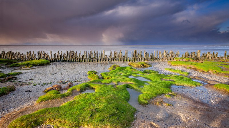 Mud, sea, and skyWadden Sea coast, near Moddergat, Friesland, Netherlands (© Ron ter Burg/Minden Pictures)