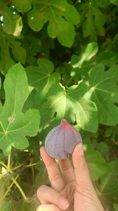 کانال آسیابسر: 🌱 هر روز خود را با بِسْمِ اللَّـهِ الرَّحْمَـٰنِ الرَّحِيمِ آغاز کنید.امروز #پنجشنبه ۲۹ مرداد ماه ۱۴۰۵ #حدیث_روز 🔅 امام 