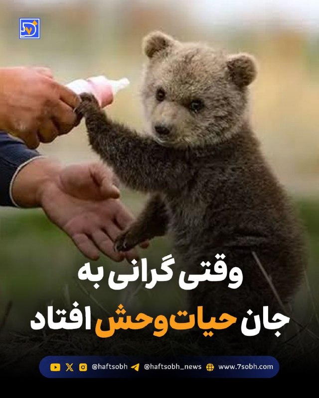 آسوندار (لیلا مرگن، خبرنگار): گزارش #محیط_زیست روزنامه هفت‌صبح🔴 وقتی گرانی به جان حیات‌وحش افتادتورم فقط سفره مردم را کوچک نکرده؛ حالا هزینه نجات و نگ