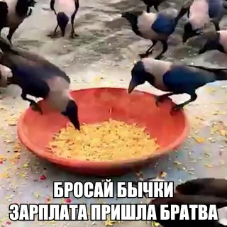 Ворон хотели превратить в дворников и заставить собирать окурки на улицах Швеции. План выглядел гениально, но всё пошло не по плану. Что именно сломалось — рассказали в нашем MAX.