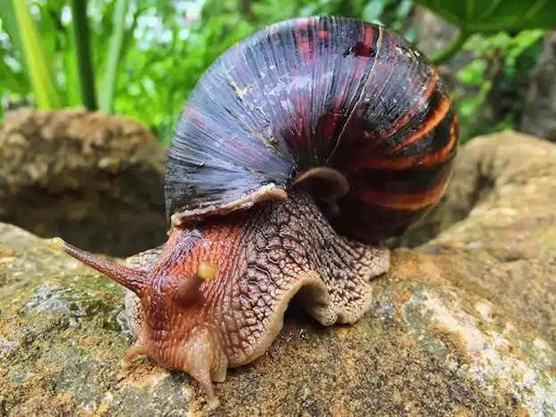 The African giant snail (Achatina achatina) is one of the largest land snails on Earth, capable of growing over 20 cm (8 inches) in length.