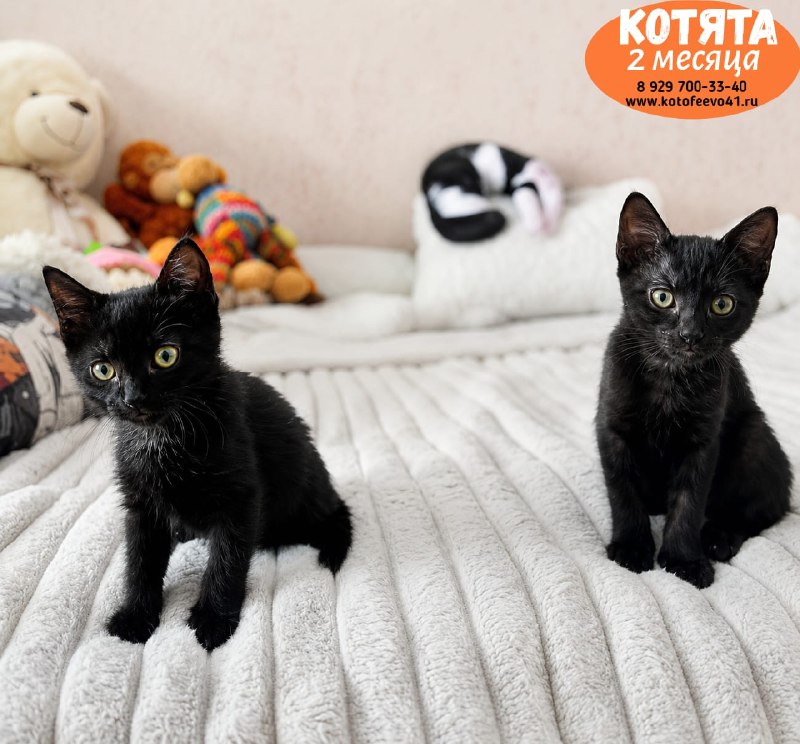 Котята, возраст 2 месяца.
Очаровательные малышки...