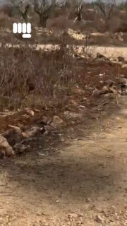 מתנחלים ישראלים תוקפים באכזריות את עיתונאי וושינגטון פוסט בגדה המערבית ביום שישי, 16 באוקטובר, הותקפה היידי…