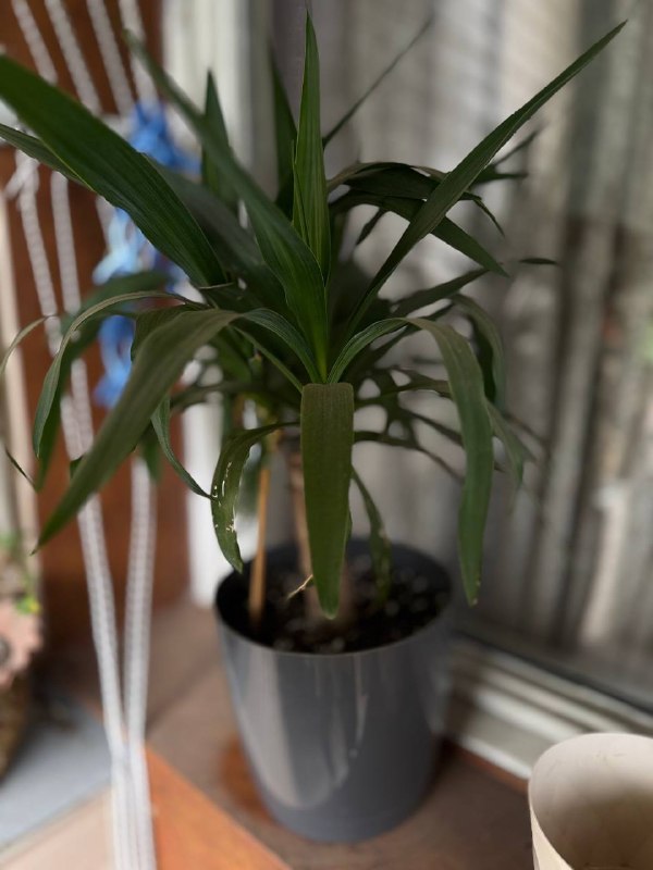 Продам комнатное растение (Юкка) — фото 1