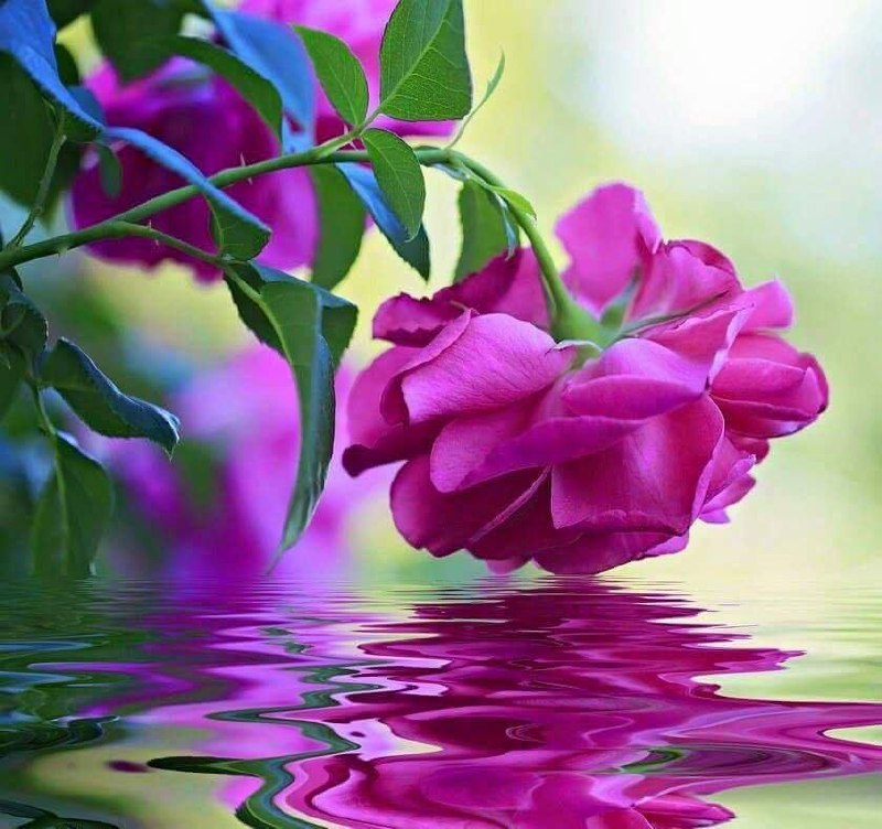 کانال خبری مطبوعات در شهر: 🌼خدایا درهای مهربانیت را🌸به روی دوستانم بگشا و🌼شادی ، تندرستی و آرامش🌸را برای همه آنها مقرر کن🌼سلام صبح خوشگلتون بخیر@sh