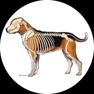 Anatomy